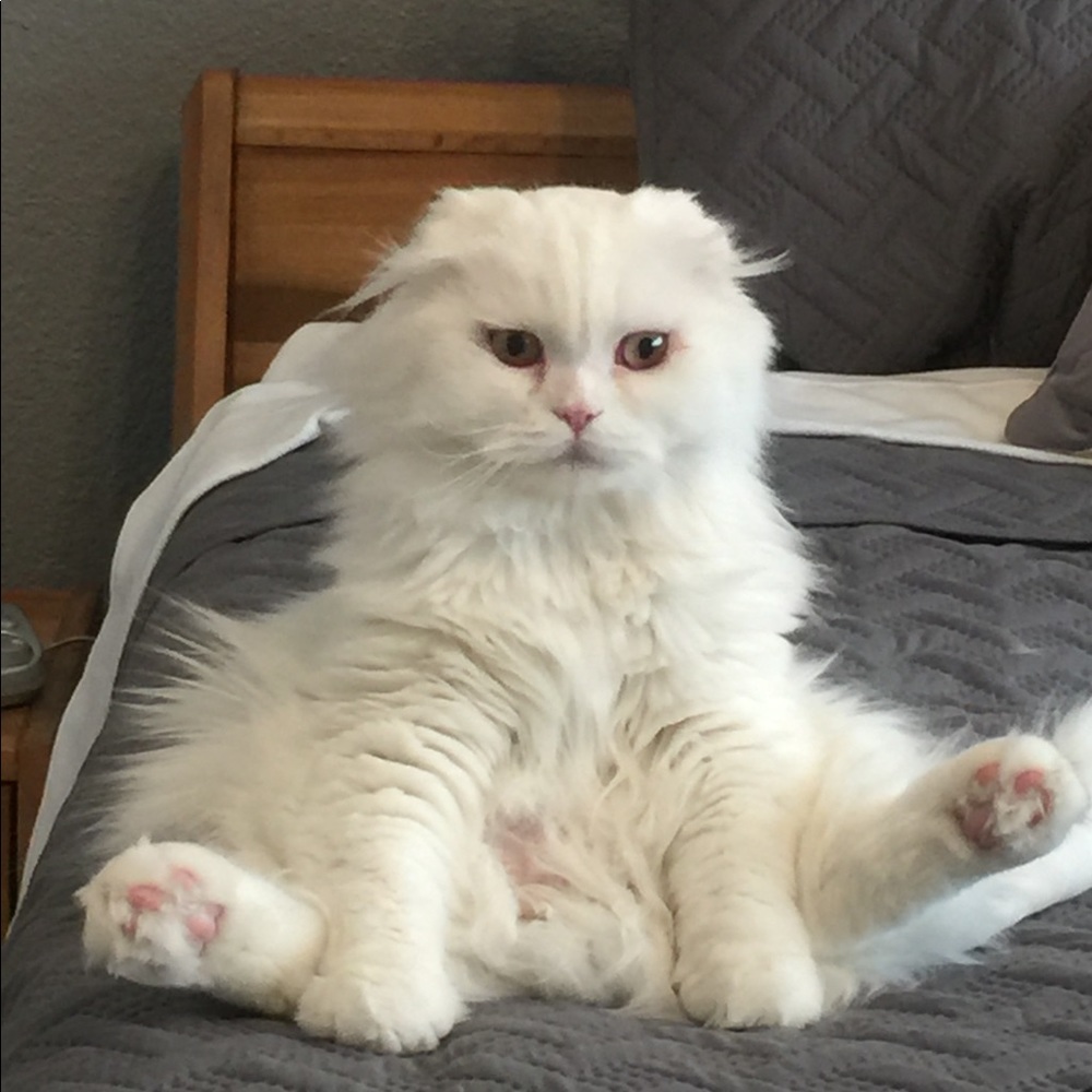 Meet your Posher, Sharon